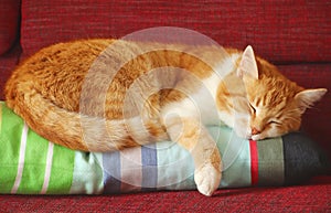 Cat sleeping on a multi colored cushion