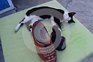 Cat sleeping next to a donation box