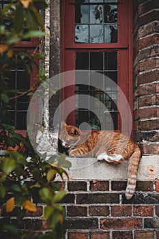 A cat sleeping on an old red wooden window in a orange brick house