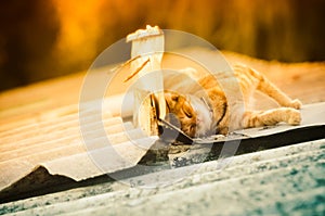 Cat sleeping on outbuilding roof