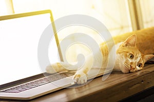 Cat sleeping over a blank screen laptop on wooden desk