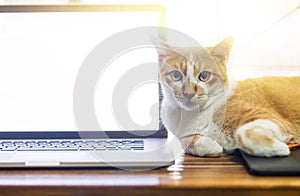 Cat sleeping over a laptop on wooden desk