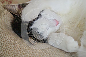 Cat sleeping with paw cover its face on white blanket