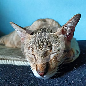 The cat is sleeping peacefully.