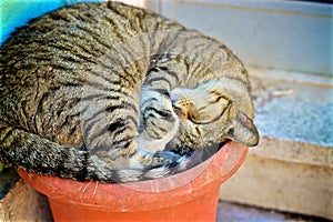 Cat sleeping in a pot in Lisbon/ chat dormant dans un pot de fleur Ã  Lisbonne