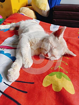 The cat is sleeping on a red bed