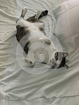 Cat sleeping relaxed and trusted on the bed