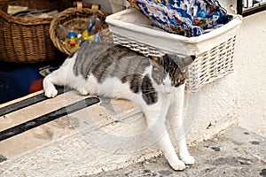 Cat sleeping relaxing in shop doorway