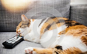 Cat sleeping on remote control