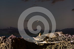 Cat sleeping on the rock at the beach