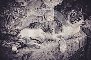 Cat Sleeping on a Rock