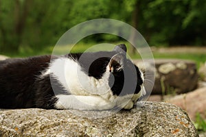Cat sleeping on a rock