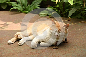 Cat sleeping on a rusty piece of metal. High resolution photo