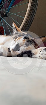 a cat sleeping soundly near a bicycle photo