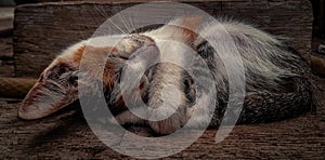 A cat is sleeping soundly in the yard