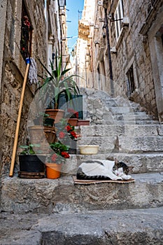 A cat sleeping on steps in old town Dubrovnic, horizontal