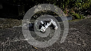 Cat sleeping on the street corner