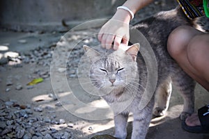 Cat sleeping with stroking massage head cat by asian girl hand touching gentle , pet background