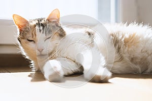 cat sleeping in the sun