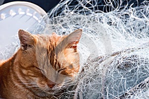 Cat sleeping at sun on a fishnet