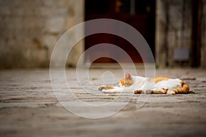 Cat sleeping in the sun
