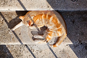 Cat sleeping in the sun