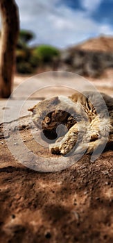 Cat sleeping in sun shadow