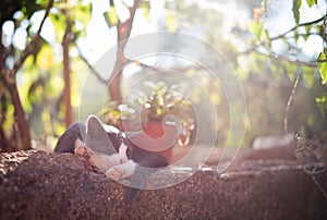 A cat sleeping in the sun