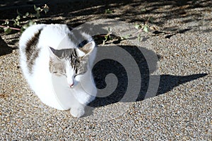 Cat sleeping in the sun