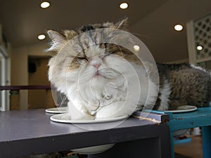 The cat is sleeping on the table happily