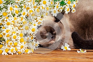 Cat sleeping under camomile flowers
