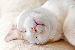 Cat sleeping upside down on the sofa.