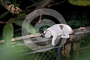 Cat sleeping at wall