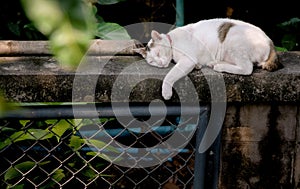 Cat sleeping at wall