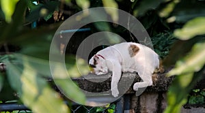 Cat sleeping at wall