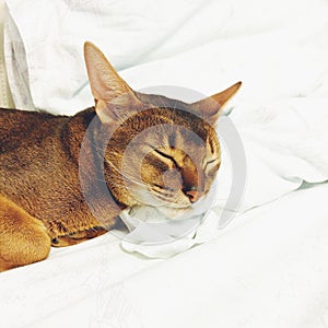 Cat is sleeping on white bed