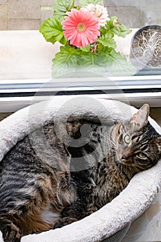 Cat sleeping on a window sill with a pink gerber daisy in the background