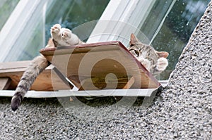 Cat sleeping on the windowsill outside