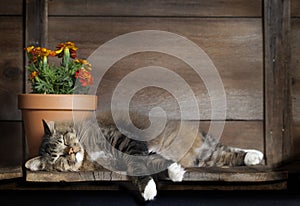 Cat Sleeping on Wood Shelf