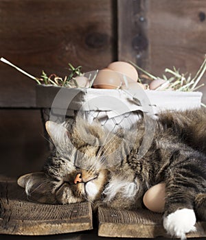 Cat Sleeping on Wood Shelf with Eggs