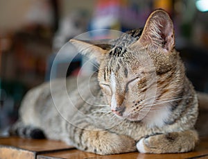 A cat sleeping on a wooden bed