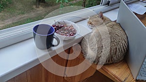 A cat is sleeping on a wooden table on the balcony of the house near the computer. The cat's head is on the windowsill, and a cera