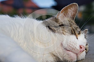 Cat sleeping in a yard
