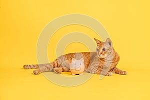 Cat sleeping on yellow background with piggy bank