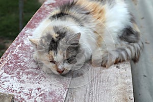 The cat sleeps on a bench