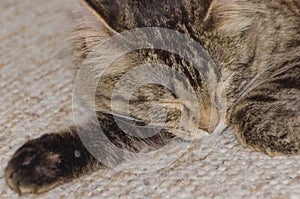 The cat sleeps on the carpet, close-up