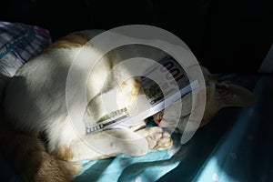 a cat sleeps hugging money, the sun shines through the window