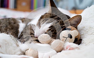 Cat sleeps with its head resting on a small stuffed dog