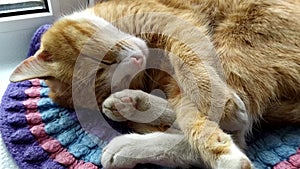 The cat sleeps on a knitted rug close-up. Ginger cute kitten is sleeping  covering his nose with his paw. The cat covers its