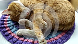 The cat sleeps on a knitted rug and stretches. Ginger cute kitten is sleeping  covering his nose with his paw. The cat covers its